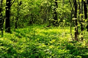 весенний лес - 6.jpg title=